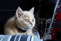 A cute kitten is lying on the sofa Royalty Free Stock Photo