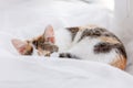 Cute kitten lying on windowsill on a bright white tulle, curled up Royalty Free Stock Photo