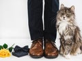 Cute kitten and man`s legs Royalty Free Stock Photo