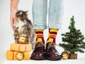 Cute kitten and men's legs in colorful socks Royalty Free Stock Photo