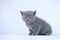 Cute Kitten Meowing, Isoated Portrait