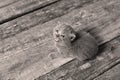 Small Kitten On A Wooden Background