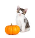 Cute kitten with mini pumpkin on white. Royalty Free Stock Photo