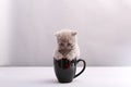 Cute kitten in a mug Royalty Free Stock Photo