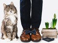 Cute kitten, office manager and stylish shoes Royalty Free Stock Photo