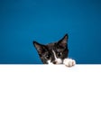 Cute kitten peeking out from behind white message board on a blue background. Copy space for your text.