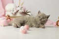 Cute kitten with a ball of yarn. British shorthair yang cat Royalty Free Stock Photo