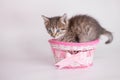 Cute kitten in a pink gift