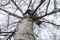 Cute kitten play on a bare birch tree against a white sky. Beautiful cat climbs on dry branches Royalty Free Stock Photo