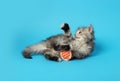 Cute kitten playing with ball on light blue background Royalty Free Stock Photo