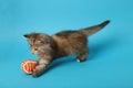 Cute kitten playing with ball on light blue background Royalty Free Stock Photo