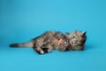 Cute kitten playing with ball on light blue background. Space for text Royalty Free Stock Photo