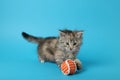 Cute kitten playing with ball on light blue background. Space for text Royalty Free Stock Photo