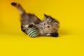 Cute kitten playing with ball on yellow background Royalty Free Stock Photo