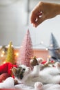 Cute kitten playing with christmas bauble at festive decor, tree and ornaments in warm lights Royalty Free Stock Photo