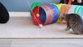 cat playing cat toy tunnel