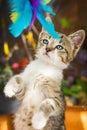 Cute kitten playing with a feathery toy in the garden Royalty Free Stock Photo