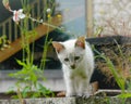 Cute Kitten playing in garden Royalty Free Stock Photo
