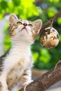 Cute kitten playing with plants in the garden Royalty Free Stock Photo