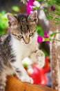 Cute kitten playing with plants in the garden Royalty Free Stock Photo