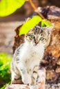 Cute kitten playing with plants in the garden Royalty Free Stock Photo