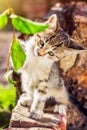 Cute kitten playing with plants in the garden Royalty Free Stock Photo