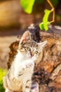 Cute kitten playing with plants in the garden Royalty Free Stock Photo