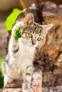 Cute kitten playing with plants in the garden Royalty Free Stock Photo