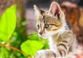 Cute kitten playing with plants in the garden Royalty Free Stock Photo