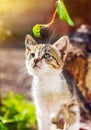 Cute kitten playing with plants in the garden Royalty Free Stock Photo