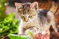 Cute kitten playing with plants in the garden Royalty Free Stock Photo