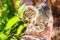 Cute kitten playing with plants in the garden Royalty Free Stock Photo