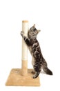 A cute kitten playing with scratching post isolated on a white background Royalty Free Stock Photo