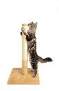 A cute kitten playing with scratching post isolated on a white background Royalty Free Stock Photo