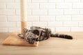 A cute kitten playing with scratching post on light background Royalty Free Stock Photo