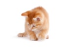 Cute kitten playing on white. Royalty Free Stock Photo