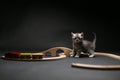 Cute kitten playing with a wooden train Royalty Free Stock Photo