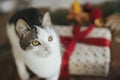 Cute kitten portrait on background of stylish christmas gift with red ribbon and festive holiday decorations on rustic wooden Royalty Free Stock Photo