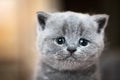 Cute kitten portrait. British Shorthair cat Royalty Free Stock Photo