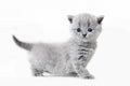 Cute kitten portrait. British Shorthair cat Royalty Free Stock Photo