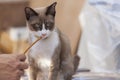 Cute kitten portrait Siamese cat