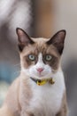 Cute kitten portrait Siamese cat