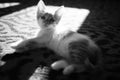 Cute kitten rest on the sunny carpet. Lovely domestic animals. BW photo