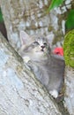 Cute kitten rest on the tree