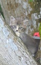 Cute kitten rest on the tree and look at camera