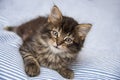 Cute little kitten resting in a bed Royalty Free Stock Photo