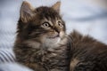 Cute little kitten resting in a bed Royalty Free Stock Photo