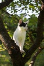 Cute kitten resting on the tree branch Royalty Free Stock Photo