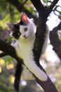 Cute kitten resting on the tree branch Royalty Free Stock Photo