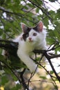 Cute kitten resting on the tree branch Royalty Free Stock Photo